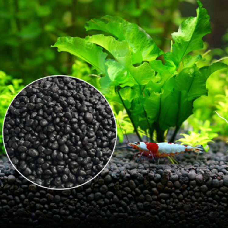 Aquarium Planted Fish - Bể Cá Cảnh Vật Có Hạt