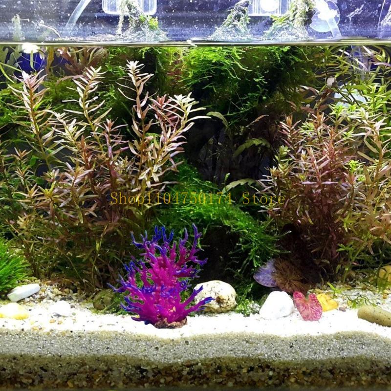 Cây nhân tạo Cây trang trí Cây - đánh giá và giá Planted Aquarium For Sale
