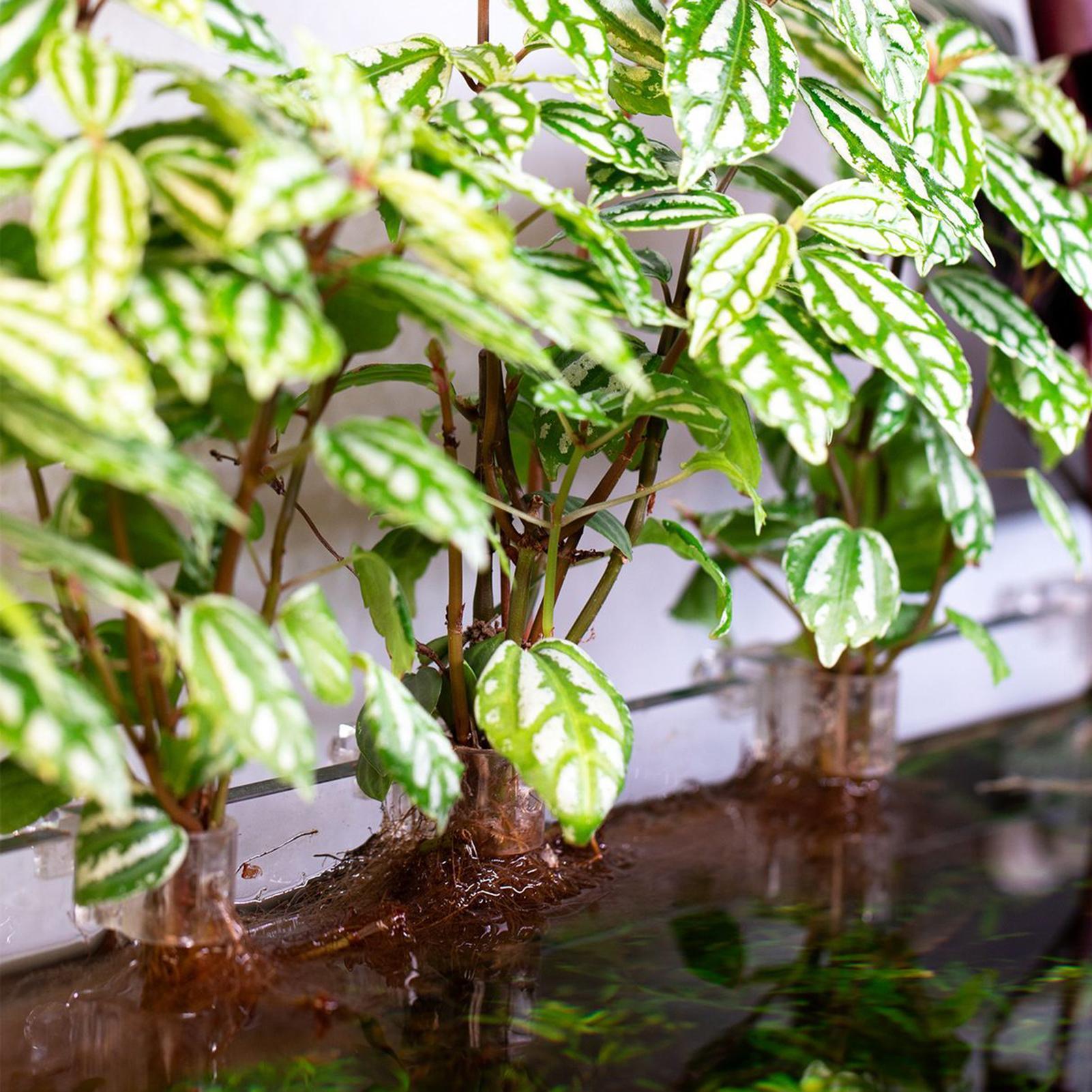 6pcs Aquarium Plant Holders Cl - đánh giá và giá Aquarium Plant Holder