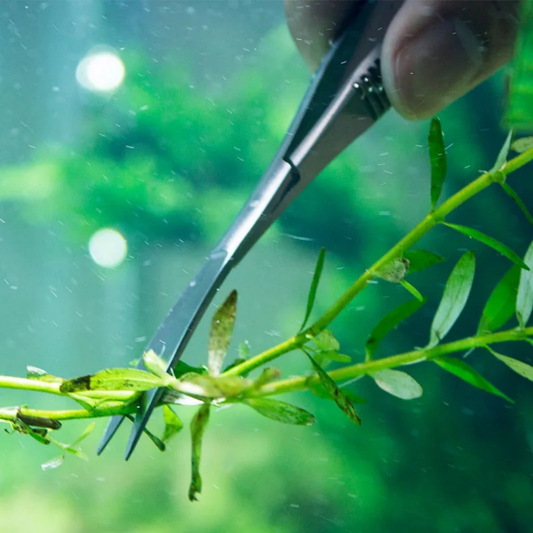 Curved Straight Spring Scissor - đánh giá và giá Aquarium Plant Utensils