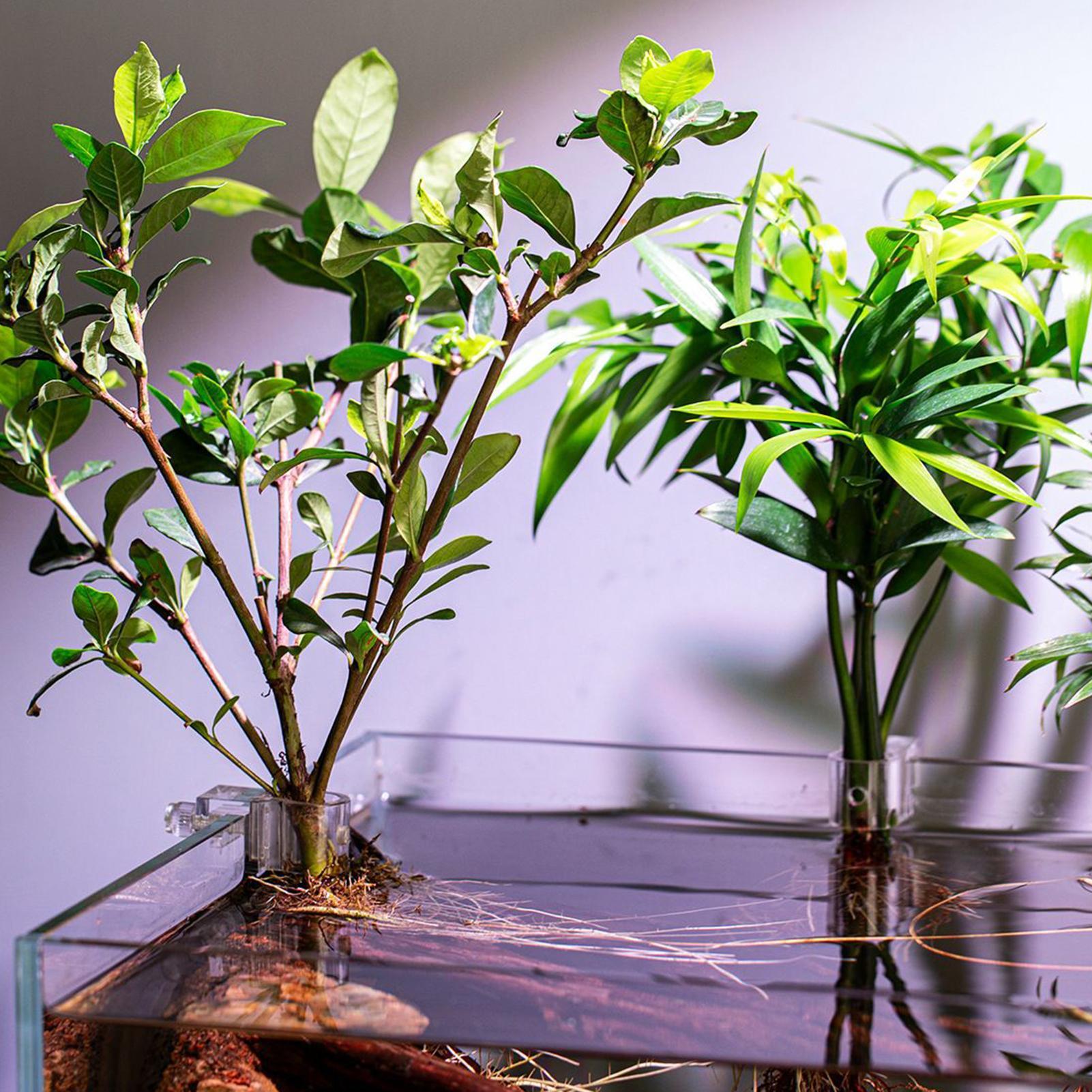 Plant Holder For Aquarium 6 Pi - đánh giá và giá Aquarium Plant Holder