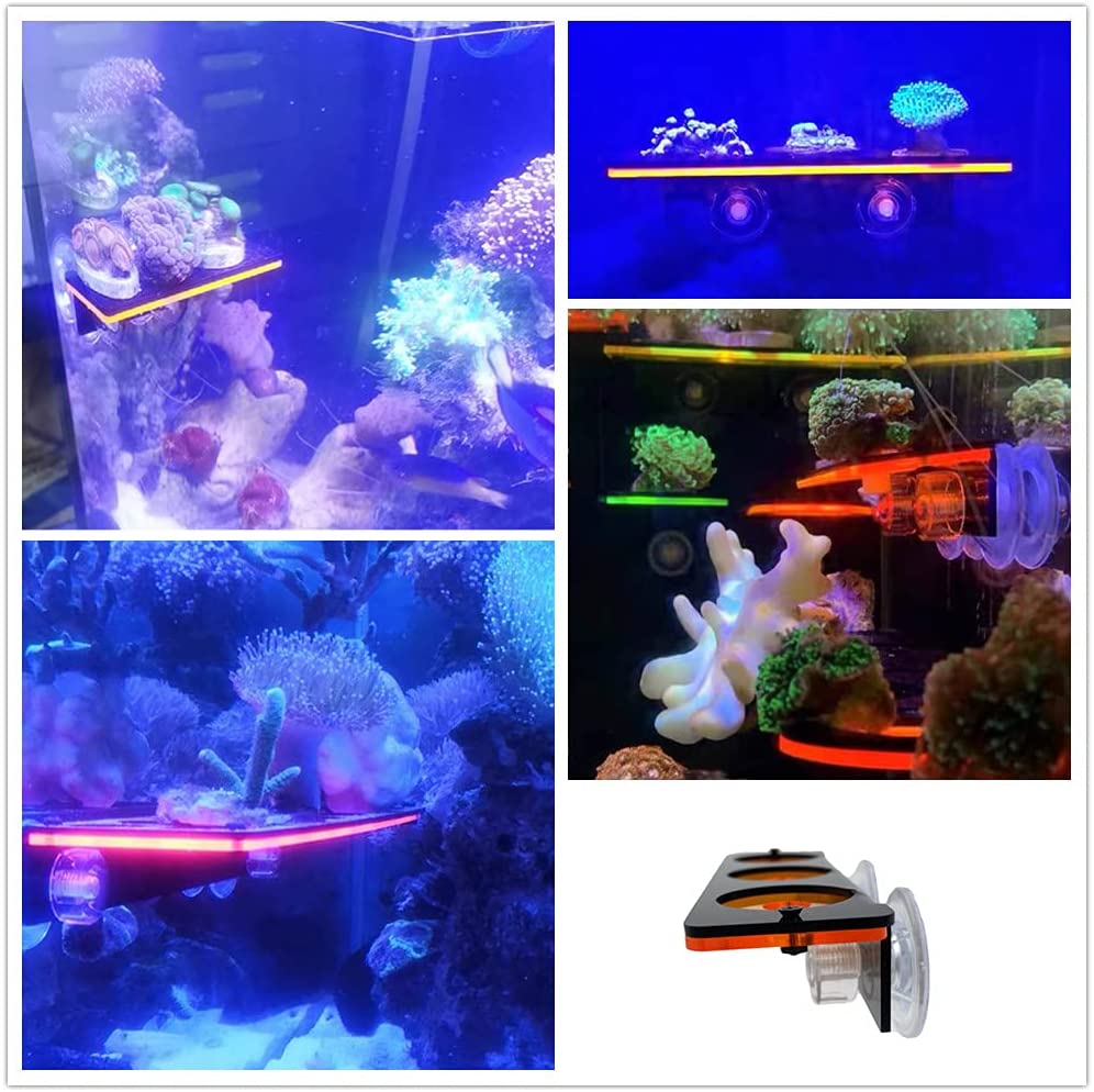 Cá Huỳnh Quang San Hô Frag-he  - đánh giá và giá Aquarium Plant Holder
